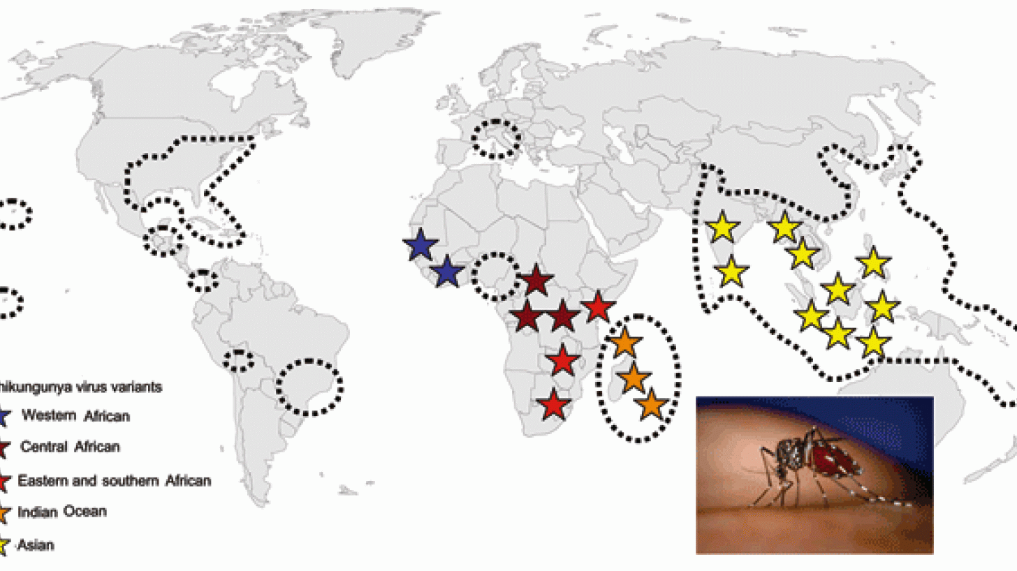 chikungunya
